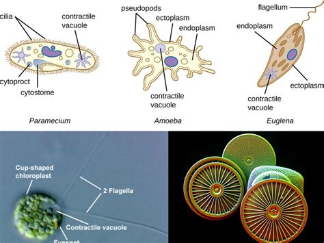 how are humans similar to protists